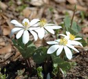 bloodroot