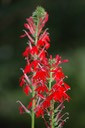 cardinal flower