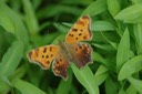 DSC 0020