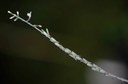 DSC 0100
