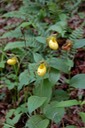 DSC 0101