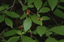 DSC 0106