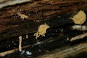 DSC 0203