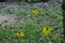 green-headedconeflower