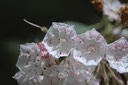 mountain laurel2