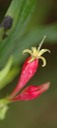 spigelia