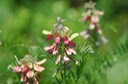 Tephrosia